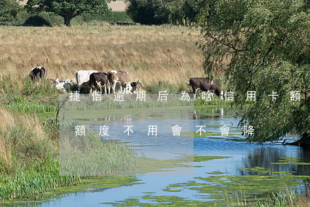 捷信逾期后為啥信用卡額度一直降(捷信金融額度不用會不會降)