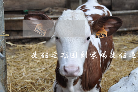 捷信逾期回到家吗(捷信过年去家)