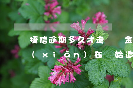捷信逾期多久才走違約金(捷信逾期4年了現(xiàn)在開始追賬我該還多少)