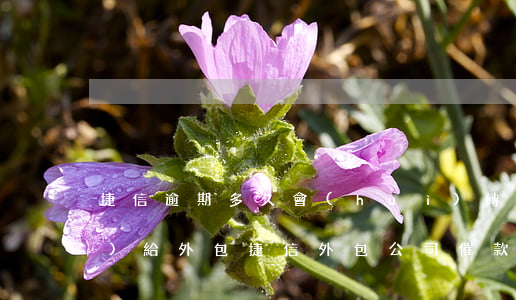 捷信逾期多久會(huì)轉(zhuǎn)給外包(捷信外包公司催款流程)