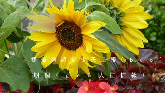 捷信逾期多少天上報(bào)征信(捷信逾期,個(gè)人征信報(bào)告會(huì)不會(huì)有顯示)
