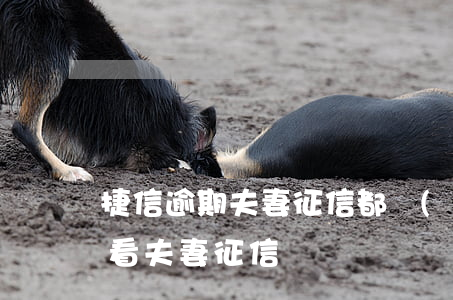 捷信逾期夫妻征信都會(huì)黑嗎(捷信看夫妻征信嗎)
