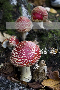 捷信逾期幾天影響房貸嗎(捷信逾期幾天影響房貸嗎)