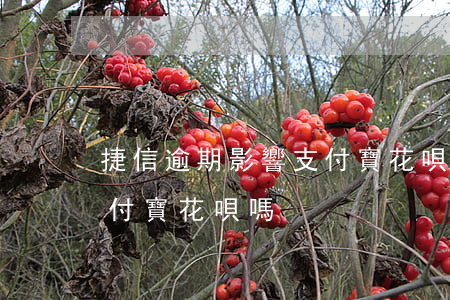 捷信逾期影響支付寶花唄嗎 捷信逾期影響支付寶花唄嗎