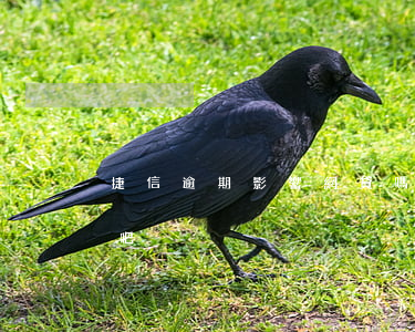 捷信逾期影響網貸嗎(捷信逾期影響網貸嗎貼吧)