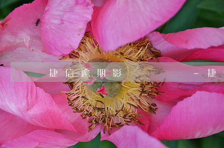 捷信逾期影響辦車貸-捷信會不會影響車貸