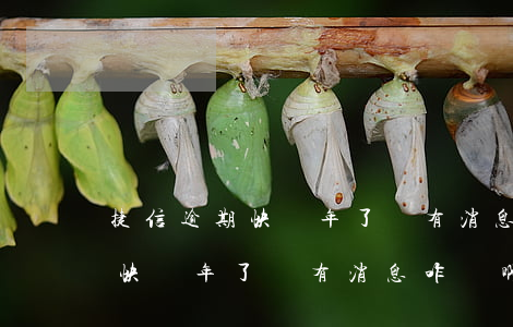 捷信逾期快兩年了沒有消息咋辦-捷信逾期快兩年了沒有消息咋辦啊
