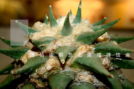 捷信逾期怎么處理(捷信逾期怎么處理)
