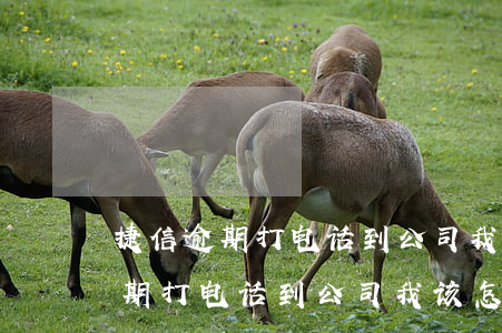 捷信逾期打电话到公司我该怎么办-捷信逾期打电话到公司我该怎么办理