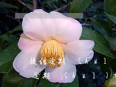 捷信逾期會(huì)影響教資政審嗎(捷信逾期會(huì)影響教資政審嗎)