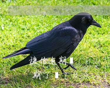 捷信逾期會(huì)限制坐高鐵嗎(捷信逾期了會(huì)上征信嗎 買火車票會(huì)受影響嗎)