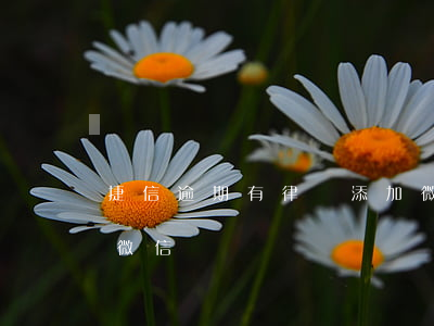 捷信逾期有律師添加微信(捷信逾期要限制我微信)