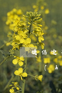捷信逾期經(jīng)偵大隊(duì)會(huì)上門逮捕嗎-捷信逾期經(jīng)偵大隊(duì)會(huì)上門逮捕嗎是真的嗎