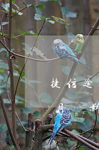捷信逾期能辦哪個銀行信用卡 捷信逾期3個月會影響我現(xiàn)有的信用卡嗎?