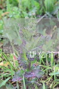 捷信逾期被起訴怎么還(捷信逾期多久會被起訴會有什么后果)