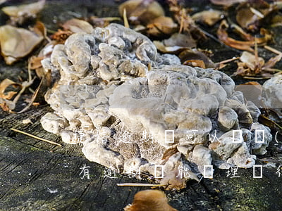 捷信逾期還可以辦網(wǎng)貸嗎(捷信有逾期還能辦理銀行信用貸款業(yè)務(wù)嗎?)