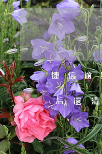捷信逾期還清影響房貸嗎(之前捷信貸款逾期后還清貸款了還可以貸嗎)