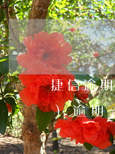 捷信逾期還能辦理普惠嗎(捷信惠購(gòu)逾期一天后還上的,會(huì)有什么影響嗎)
