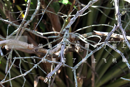 捷信逾期飞机票买了能上飞机嘛-捷信逾期飞机票买了能上飞机嘛现在