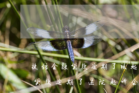 捷信金融贷款逾期了被起诉怎么办(捷信手机贷款逾期了法院起诉会怎么样)