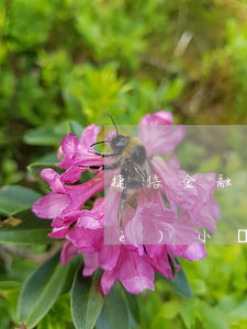 捷信金融逾期一天有事嗎(捷信逾期一個(gè)小時(shí)還上的,會(huì)有什么影響嗎)
