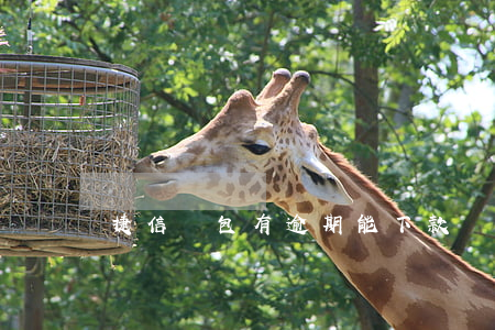 捷信錢包有逾期能下款嗎(捷信金融還能下款嗎)