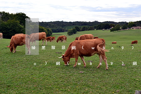掃黑除惡網(wǎng)貸催收舉報(bào)網(wǎng)(網(wǎng)貸催收舉報(bào)平臺(tái))