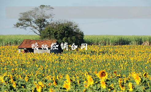 授权经销合同