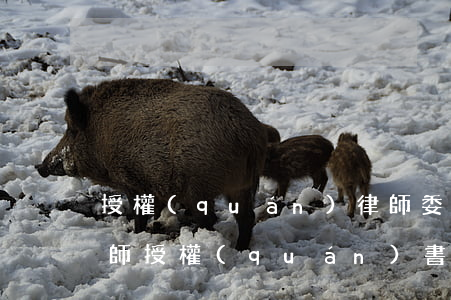 授權(quán)律師委托書怎么寫(委托律師授權(quán)書模板)