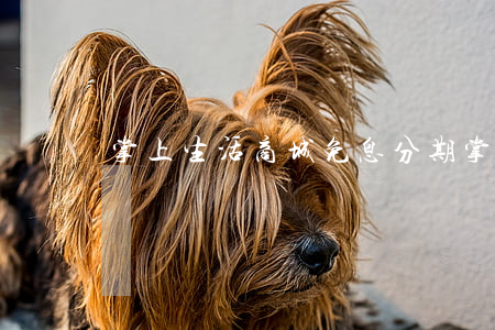 掌上生活商城免息分期(掌上生活分期活動)