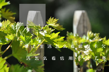 掌上生活怎么看信用卡欠了多少钱-掌上生活怎么看信用卡欠了多少钱呢
