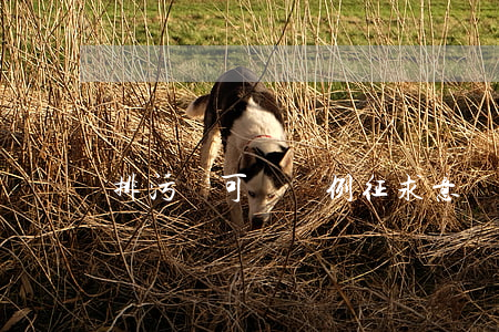 排污許可證條例（征求意見稿）