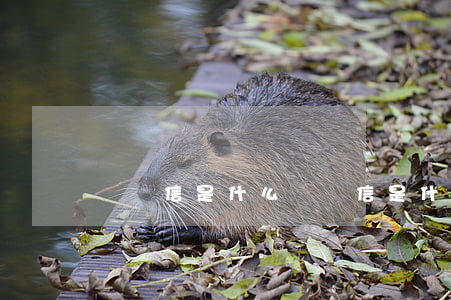 掛號信是什么(掛號信是什么樣子圖片)