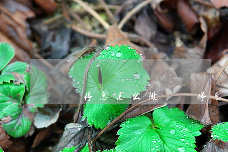 掛賬停息怎么做(掛賬停息怎么做分錄)