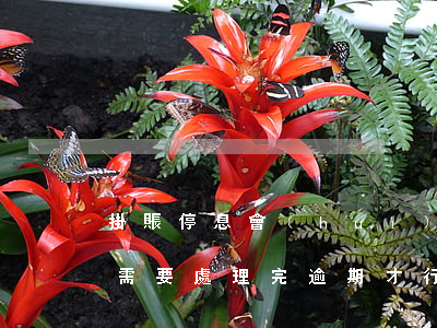 掛賬停息會(huì)影響信用嗎(掛帳停息需要處理完逾期才行嗎)