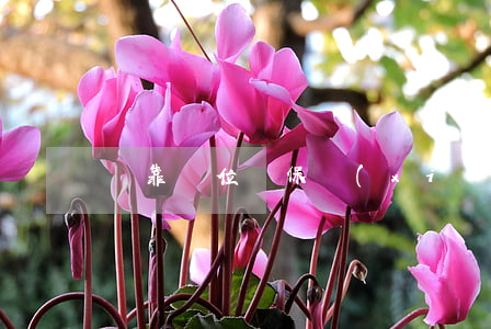 掛靠單位買保險(xiǎn)車主該向誰索賠