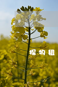 探物租賃逾期多久起訴(探物租賃要付幾期)