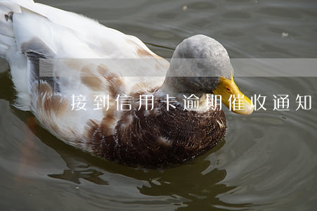 接到信用卡逾期催收通知單(信用卡逾期催收)