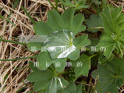 接到信用卡逾期的騷擾電話怎么辦-接到信用卡逾期的騷擾電話怎么辦呢