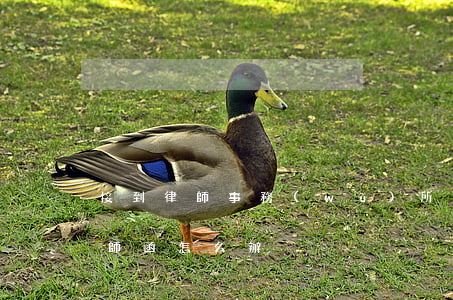 接到律師事務(wù)所律師函咋辦(接到律師函怎么辦)