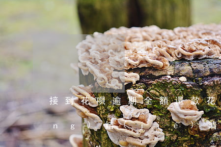 接到花唄逾期全額還款(花唄逾期已經(jīng)結(jié)清剩余欠款要求提前歸還)