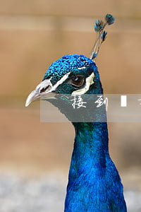 接到離婚起訴傳票后怎么辦