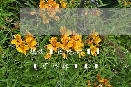 提交給法院的證據(jù)可以修改嗎(判決書可以作為證據(jù)提交嗎)