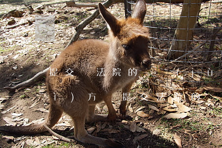 提交給法院的證據(jù)可以給對(duì)方嗎(提交法院的證據(jù)能要回來嗎)