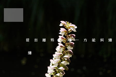 提出離婚后另一方能糾纏(離婚后女方一直糾纏)