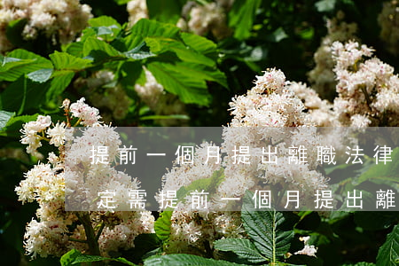 提前一個月提出離職法律法規(雖然法律規定需提前一個月提出離職申請,但是如果不到一個月,員工)
