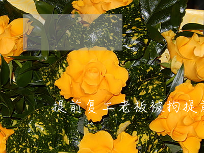 提前复工老板被拘(提前复工老板被拘)