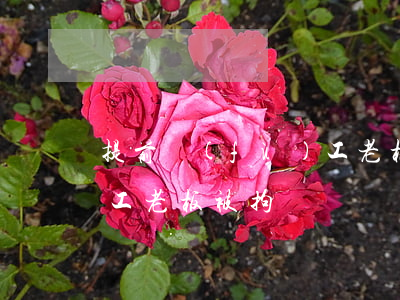 提前復(fù)工老板被拘(提前復(fù)工老板被拘)