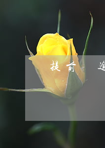 提前購逾期10天(提前購逾期10天了)