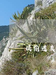 提前透支信用卡花唄白條(花唄信用卡京東白條)